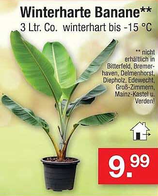 Winterharte Banane**