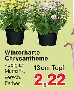 Winterharte Chrysantheme »Belgian Mums« versch. Farben 13cm Topf