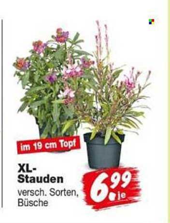 XL-Stauden versch. Sorten, Büsche