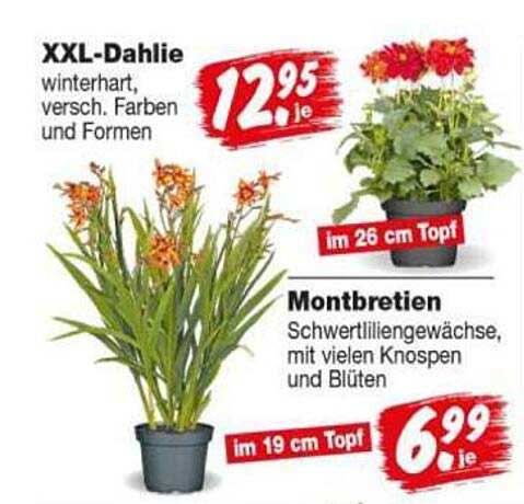 XXL-Dahlie winterhart, versch. Farben und Formen