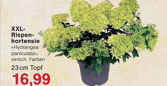 XXL-Rispen-hortensie »Hydrangea paniculata«, versch. Farben 23 cm Topf