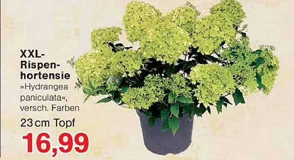 XXL-Rispenhortensie »Hydrangea paniculata«, versch. Farben 23 cm Topf