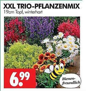 XXL TRIO-PFLANZENMIX