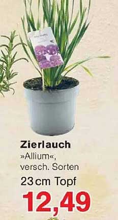 Zierlauch »Allium«, versch. Sorten 23 cm Topf