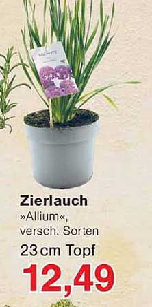 Zierlauch »Allium«, versch. Sorten 23 cm Topf