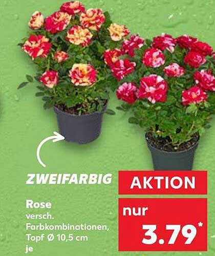 ZWEIFARBIG Rose versch. Farbkombinationen, Topf Ø 10,5 cm je