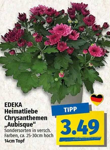 EDEKA Heimatliebe Chrysanthemen "Aubisque"