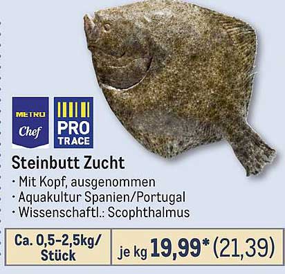 Steinbutt Zucht
