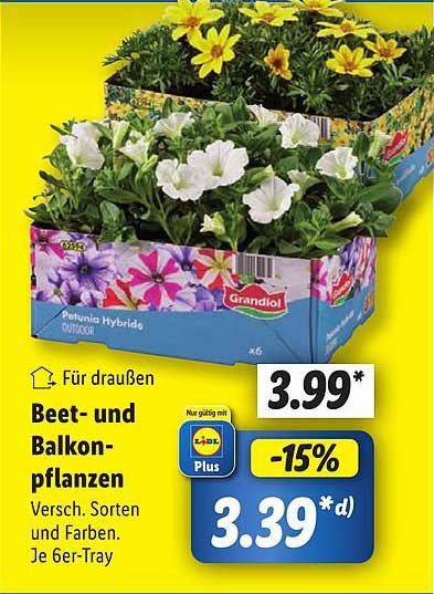 Beet- und Balkonpflanzen - verschiedene Sorten und Farben