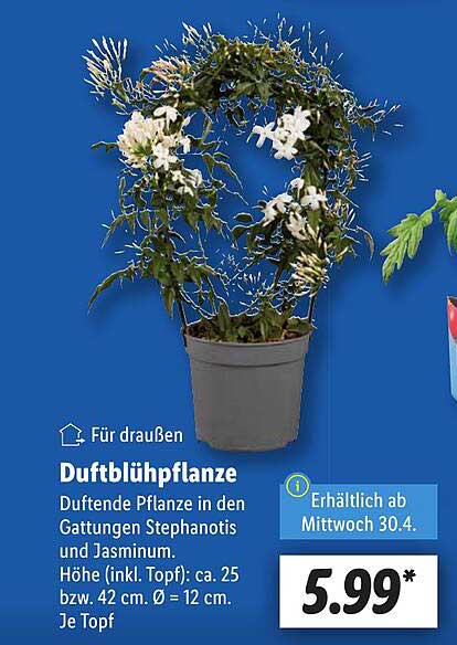 Duftblühpflanze - Duftende Pflanze in den Gattungen Stephanotis und Jasminum