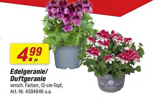 Edelgeranie/ Duftgeranie, verschieden Farben, 12-cm-Topf