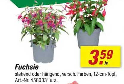 Fuchsie - verschiedene Farben, 12-cm-Topf