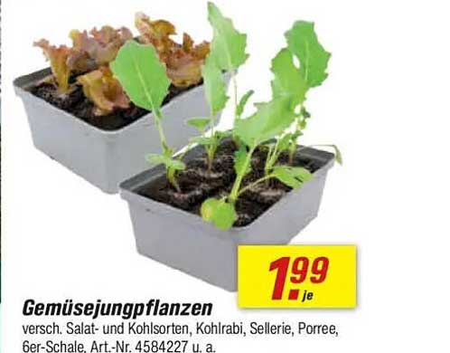 Gemüsejungpflanzen - verschiedene Salat- und Kohlsorten