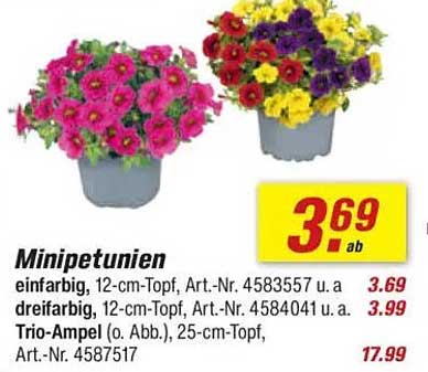 Minipetunien - ein Farb- und Blütenrausch für Ihren Garten