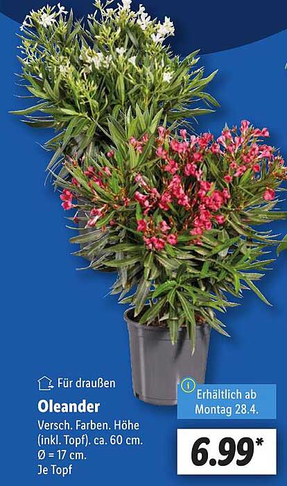 Oleander in verschiedenen Farben – Höhe ca. 60 cm