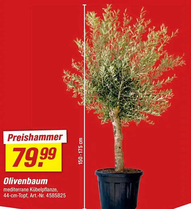 Olivenbaum - mediterrane Kübelpflanze, 44-cm-Topf