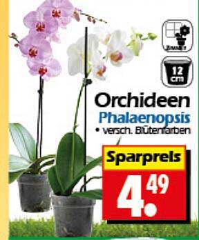 Orchideen Phalaenopsis in verschiedenen Blütenfarben