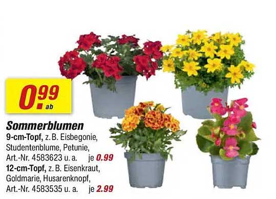 Sommerblumen 9-cm-Topf ab 0,99 €