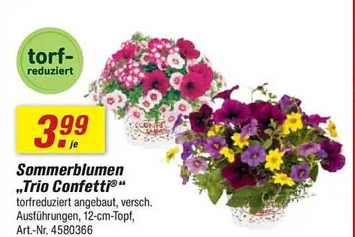 Sommerblumen „Trio Confetti®“