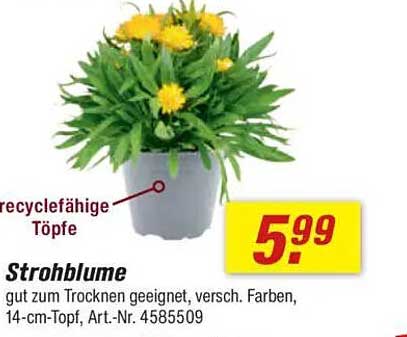 Strohblume in verschiedenen Farben – 14-cm-Topf