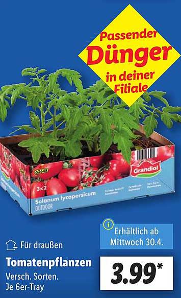 Tomatenpflanzen Verschiedene Sorten Je 6er-Tray