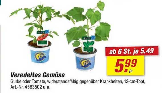 Veredeltes Gemüse – Gurke oder Tomate