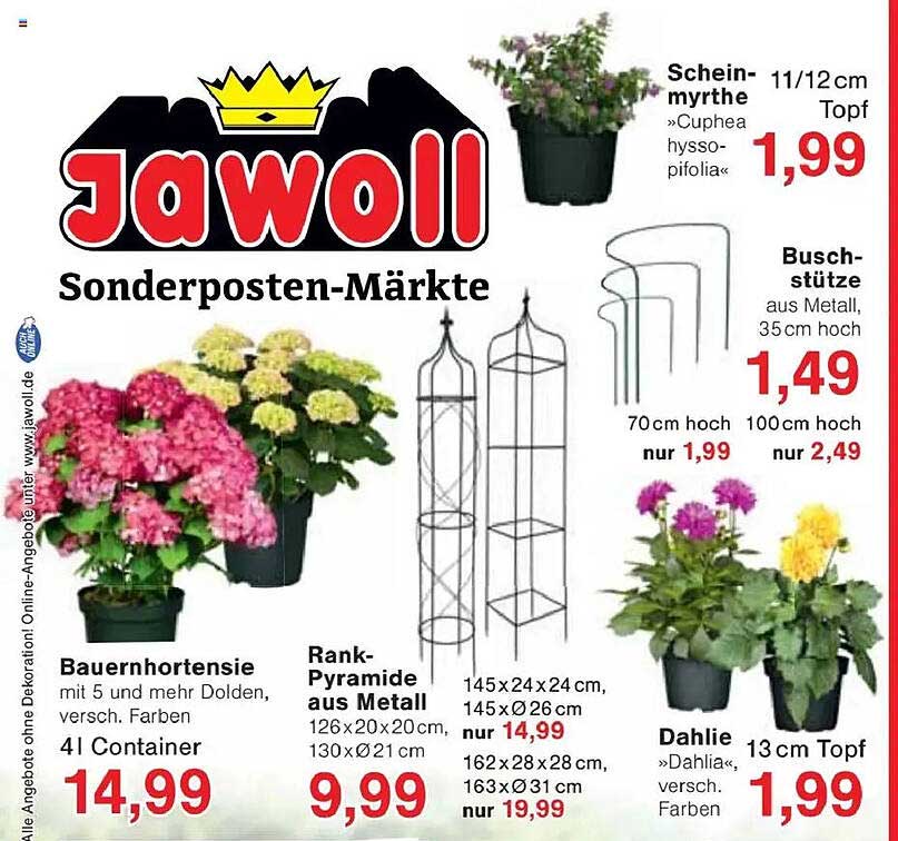 Bauernhortensie mit 5 und mehr Dolden, versch. Farben, 4l Container
