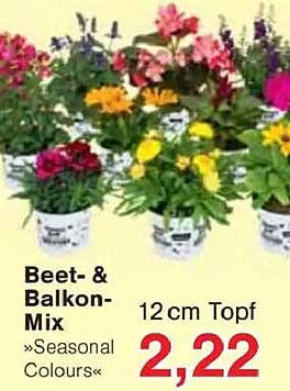 Beet- & Balkon-Mix »Seasonal Colours« 12 cm Topf