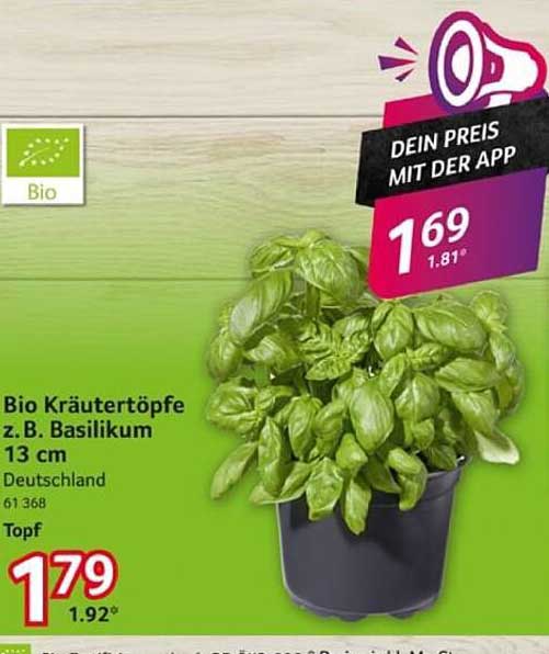 Bio Kräutertöpfe z.B. Basilikum 13 cm