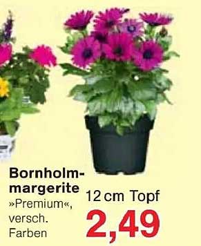 Bornholm-Margerite »Premium«, 12 cm Topf, verschieden Farben