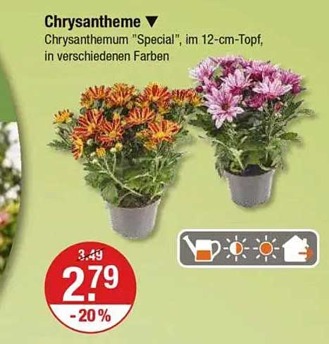 Chrysantheme "Special", im 12-cm-Topf, in verschiedenen Farben