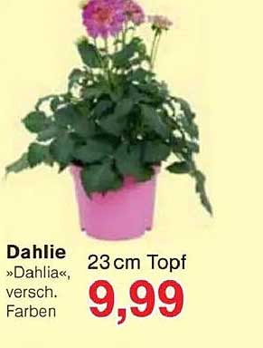 Dahlie »Dahlia«, verschieden Farben 23 cm Topf