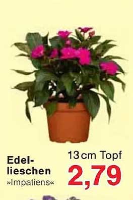 Edel-Lieschen »Impatiens« 13 cm Topf