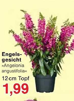 Engelsgesicht »Angelonia angustifolia« 12 cm Topf