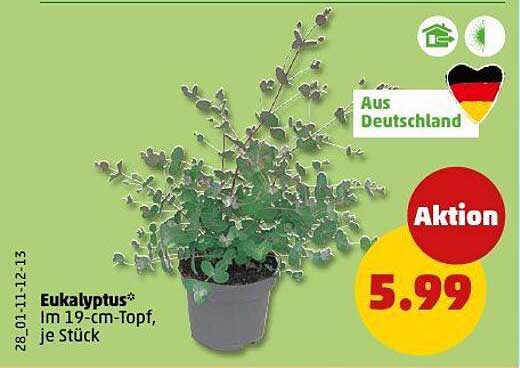 Eukalyptus* im 19-cm-Topf, je Stück