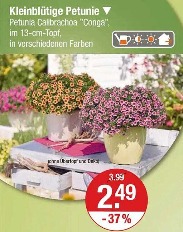 Kleinblütige Petunie Petunia Calibrachoa 'Conga' im 13-cm-Topf