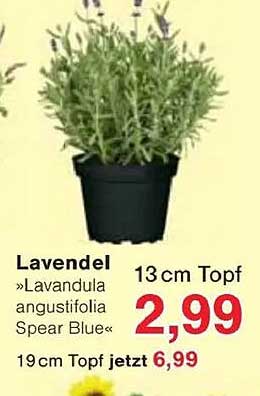 Lavendel »Lavandula angustifolia Spear Blue« 13cm Topf