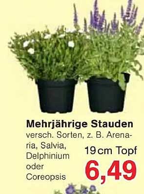 Mehrjährige Stauden - verschiedene Sorten, z. B. Arenaria, Salvia, Delphinium oder Coreopsis
