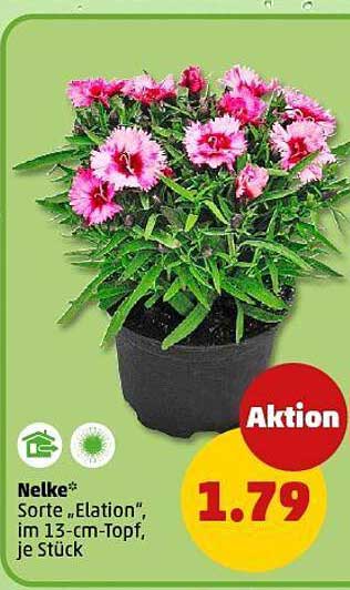 Nelke Sorte „Elation“ im 13-cm-Topf, je Stück