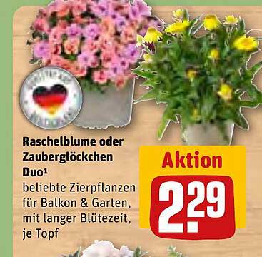 Raschelblume oder Zauberglöckchen Duo