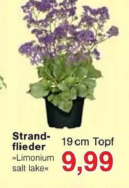 Strandflieder »Limonium salt lake« 19cm Topf