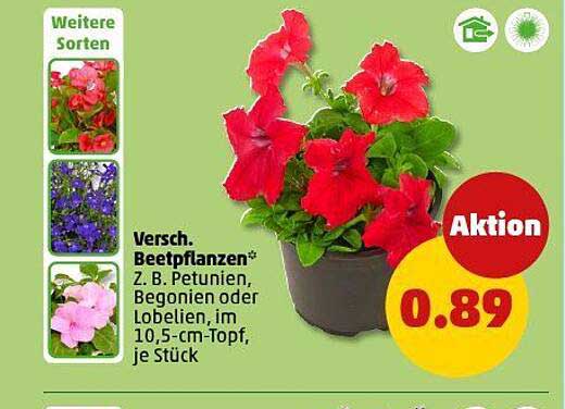 Verschiedene Beetpflanzen, z. B. Petunien, Begonien oder Lobelien im 10,5-cm-Topf, je Stück