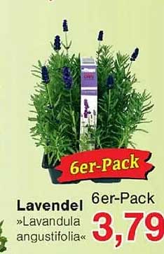 6er-Pack Lavendel »Lavandula angustifolia«