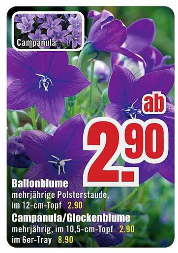 Ballonblume