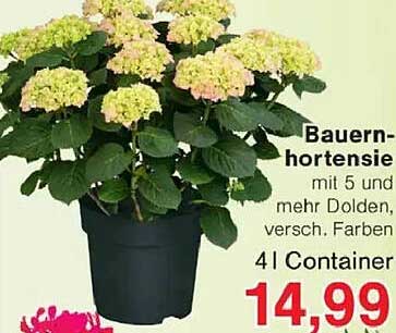 Bauernhortensie