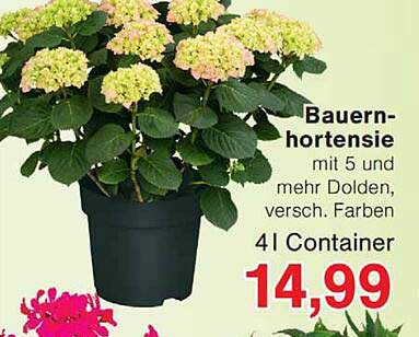 Bauernhortensie mit 5 und mehr Dolden, versch. Farben 4 l Container
