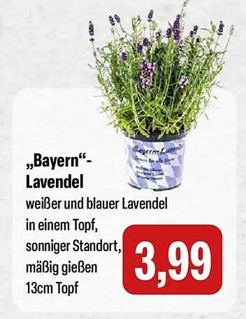 „Bayern“-Lavendel