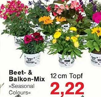 Beet- & Balkon-Mix »Seasonal Colours« 12 cm Topf