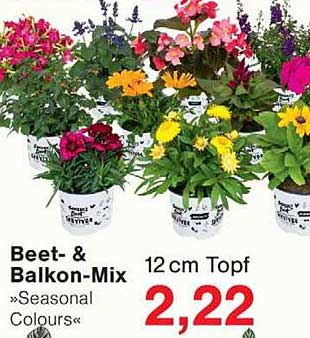 Beet- & Balkon-Mix »Seasonal Colours«