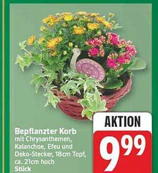 Bepflanzter Korb mit Chrysanthemen, Kalanchoe, Efeu und Deko-Stecker, 18cm Topf, ca. 21cm hoch Stück